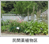 民間薬植物区