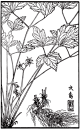 オウレンの植物線画