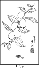 ナツメの植物線画