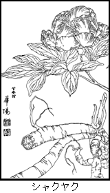 芍薬の植物線画