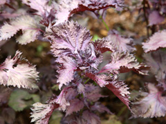 蘇葉の原植物写真