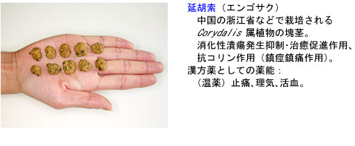 延胡索(エンゴサク)