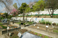 神戸薬科大学　薬用植物園