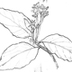 アボカドの花穂と葉
