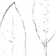 ゲッケイジュの葉、表（右）と裏（左）