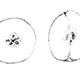 マルメロの果実の断面（左：横断面、右：縦断面）