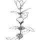 ニホンハッカの対生葉と花序