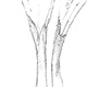 ギョウジャニンニクの若葉と鱗茎