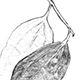 セイロンニッケイ（シナモン）の茎と葉