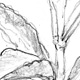ステビアの葉と茎
