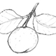 ヤブツバキの果実と葉