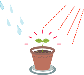 発芽の条件:充分な吸水・適当な温度・空気(酸素)