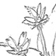ハコベの葉と花