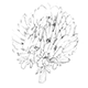 シロツメクサの花