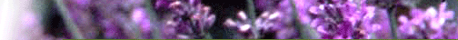 �R�V����ǂւ悤����