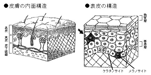 皮膚の構造
