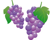 grape_01_s