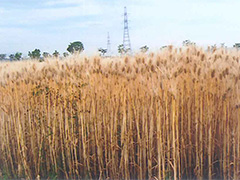 麦秋期の麦畑
