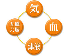 気・血･津液・五臓六腑