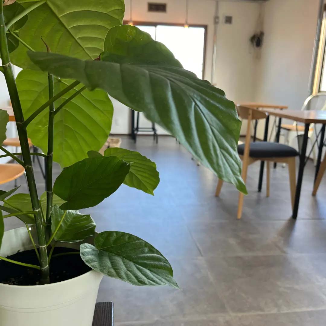 ２F薬膳cafeの様子。こちらも緑が多くおくつろぎ頂けます。