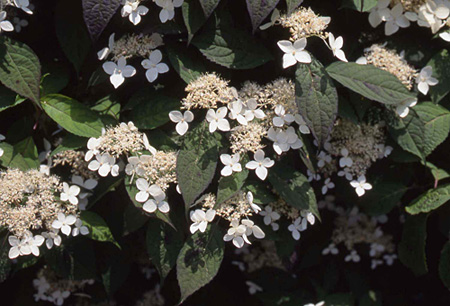 春日中山地区のアマチャ
