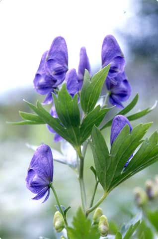 イブキトリカブト