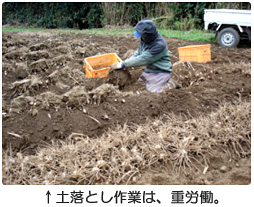 土落とし作業は、重労働。