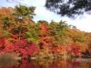 長谷池紅葉