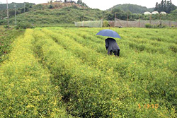 ミシマサイコの畑(奈良県)