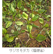 サジオモダカ(福健省)