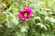 ボタンの花(この根の皮が生薬の牡丹皮)
