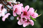 モモの花(この種子が生薬の桃仁)