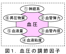 図１．血圧の調節因子