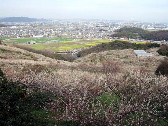 綾部山梅林