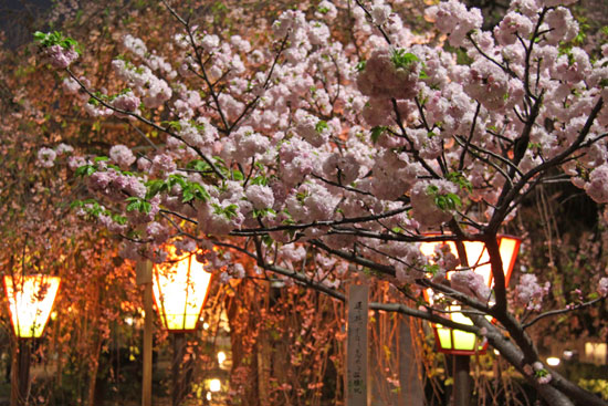 夜桜