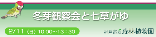 「冬芽観察会と七草がゆ」 神戸市立森林植物園