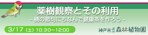 薬樹観察とその利用 -桃の節句にちなんで健康茶を作ろう- 神戸市立森林植物園