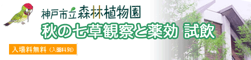 秋の七草観察と薬効 試飲