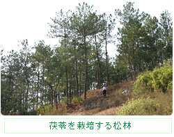 茯苓を栽培する松林
