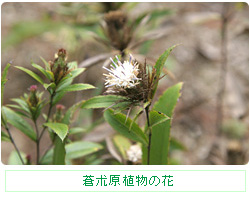 蒼朮原植物の花