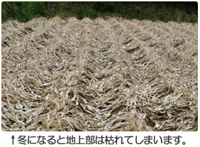 冬になると地上部は枯れてしまいます。