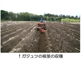 ガジュツの根茎の収穫