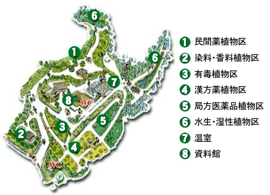 園内ガイド(城西国際大学薬草園)