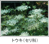 トウキ(セリ科)