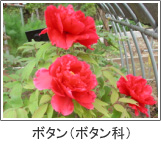 ボタン(ボタン科)