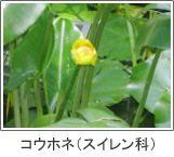 コウホネ(スイレン科)