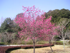 寒緋桜