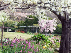 西宮市北山緑化植物園