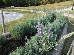 しあわせの村 薬草園