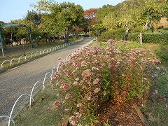 しあわせの村 薬草園